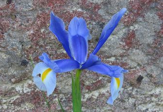 nos fleurs du jardin -1