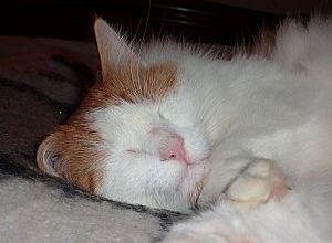 Le repos du guerrier .