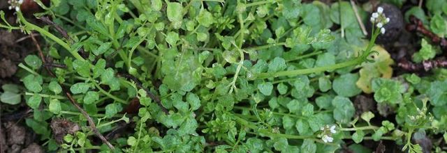 Cardamine hirsute...c'est le moment !