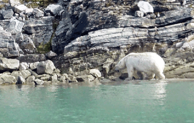 Sortie du bain pour l'ours polaire - Icy Fjord - Nunavut