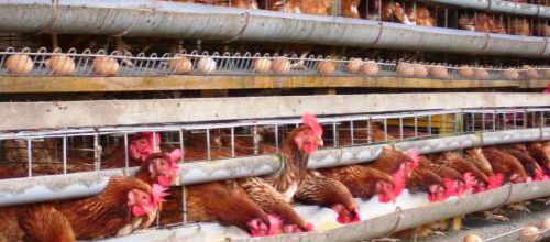 Daftar Tips Memulai Bisnis Ayam Petelur yang Efisien dan Menguntungkan