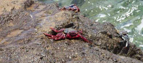 Trois crabes...