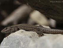 Lézard des murailles