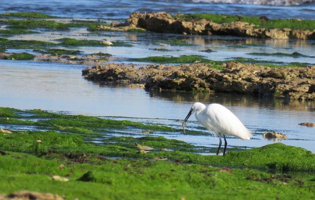 un héron blanc ... (ile de Ré)