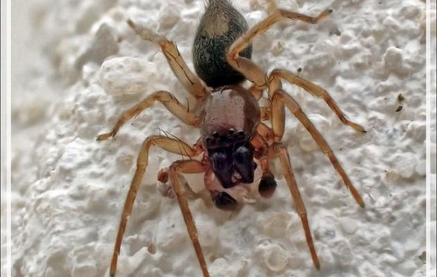 Celle-là, d'allure peu sympathique pour une araignée, m'est inconnue mis à part que c'est un mâle - La Couarde-sur-Mer - Ile de Ré - 17