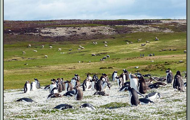 Paysage typique des Malouines : prairies, manchots et brebis - Volunteer Point - Falkland Islands, Iles Malouines, Islas Malvinas