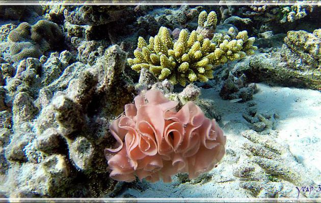 Ponte de la limace de mer "Danseuse espagnole", Spanish dancer (Hexabranchus sanguineus) - Snorkeling à Thudufushi - Atoll d'Ari - Maldives 