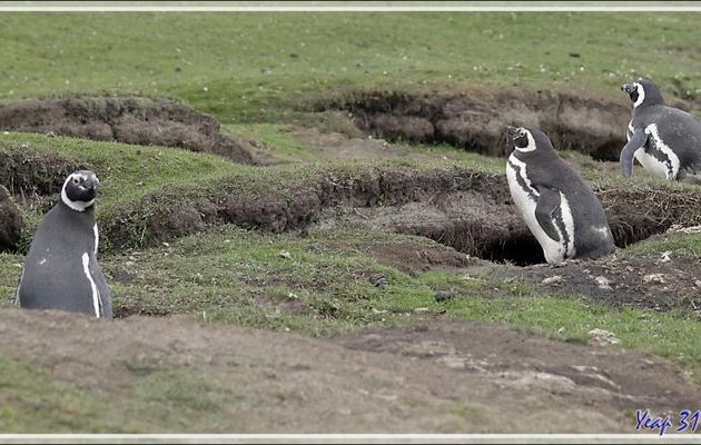Manchot de Magellan, Magellanic Penguin (Spheniscus magellanicus) - The Neck (Le Détroit) - Saunders Island - Falkland (Malvinas, Malouines) - Grande-Bretagne