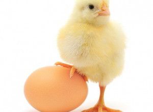Les poules annoncent l’apocalypse !