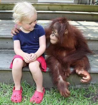 Le langage et les singes.