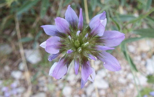 une fleur bleue 