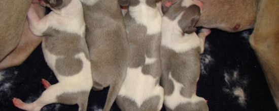 Les voilà à quelques jours