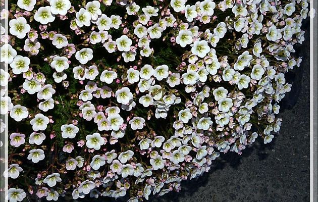 Peut-être une saxifrage ? - Tierra del Fuego - Argentine
