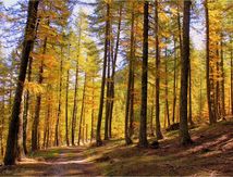 L'Automne en montagne #1