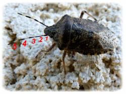 Rhaphigaster nebulosa, la punaise grise