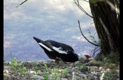 Canard à tête rouge