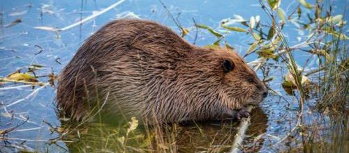 Le castor, un allié face au changement climatique