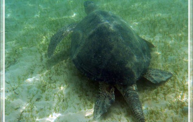 Tortue verte ou franche, Green turtle (Chelonia mydas) - Nosy Sakatia - Madagascar