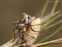 Araignée Lynx ♀ - Oxyopes heterophthalmus