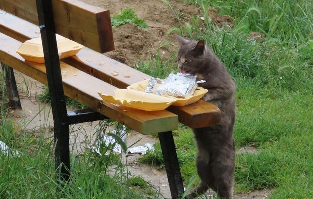 insolite ...