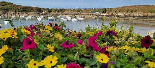 Thème de haïkus pour vendredi 18 août : Fleurs !