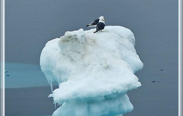 Mouette tridactyle, Black-legged Kittiwake (Rissa tridactyla) - Mer des Tchouktches - Alaska