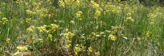 Biscutella laevigata - lunetière lisse