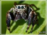 Araignée saltique (sauteuse) Evarcha arcuata femelle - Lartigau - Milhas - 31
