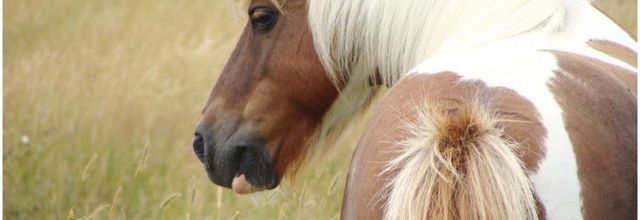 Poney dans le marais breton 