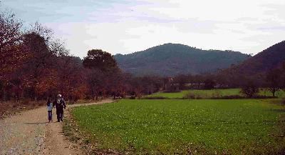 Une vue du plateau de la Ste Baume ...