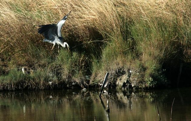Bonne pioche pour le héron cendré - Marais de Loix - Ile de Ré - 17