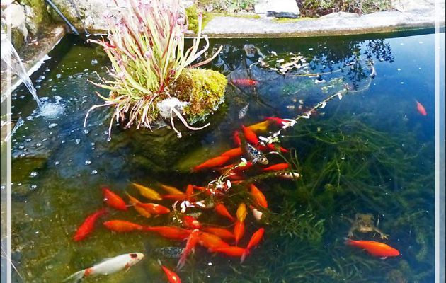 C'est déjà le printemps dans mon bassin à poissons ! Crapauds communs (Buffo buffo) in copula - Lartigau - Milhas - 31