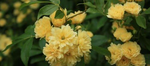 Rosa banksiae var. 'Lutea'