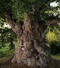 Votez pour votre arbre préféré