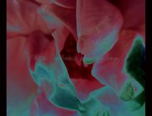 Coeur d'une Rose en deux tons