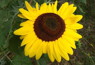 Bourdons et fleurs de tournesols