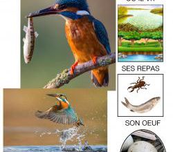 Le cahier des oiseaux (3)