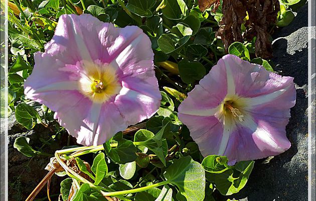Liseron des dunes (Convolvulus soldanella) et Orpin âcre, Orpin brûlant (Sedum acre) - Loix - Ile de Ré - 17