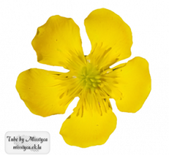 Flower's 4.