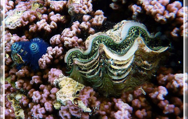 Bénitier commun, Common giant clam (Tridacna maxima) - Jardin de Corail - Motu Tautau - Taha'a - Polynésie française