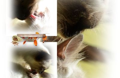 Langue de chat