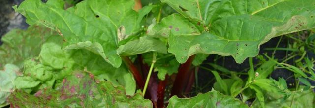  la rhubarbe  ( plantes en cuisine )
