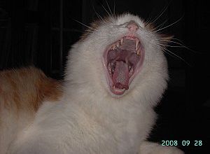 le chat lion....