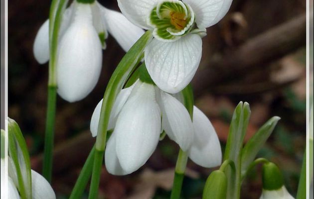 Perce-neige (Galanthus nivalis) - Lartigau - Milhas - 31