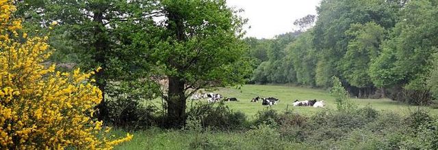 Forêt de Brocéliande 2 : sur les pas des fées...