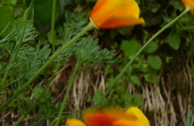 les petites fleurs au jardin...