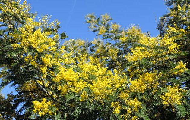 mon mimosa en fleurs et ...