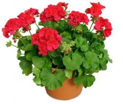 Petite fleur fânée