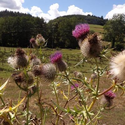 La Maison du Bonheur...