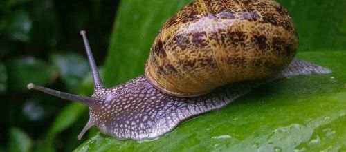 Une info au sujet des escargots